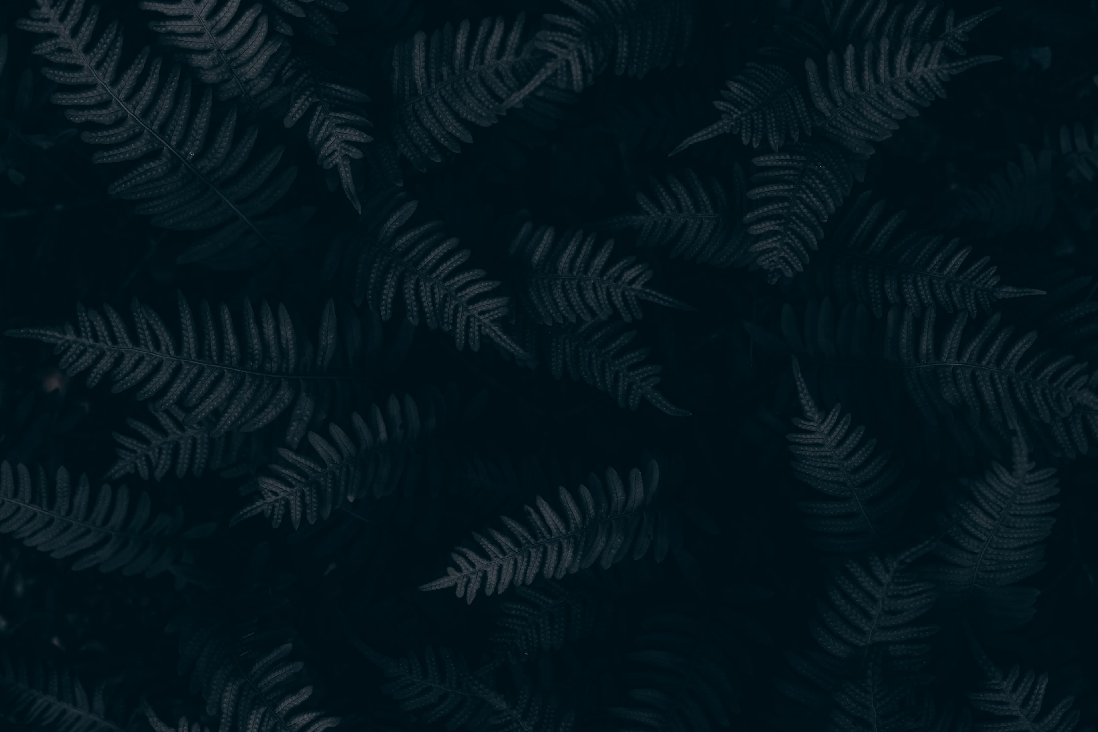 flowerImg-background
